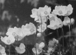 Fortunata Obrąpalska, Anemone silvestris, 1955-65