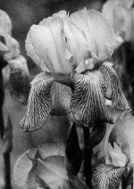 Fortunata Obrąpalska, Irises, 1950-55