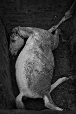 Magda Hueckel, Transformacja III, z cyklu Anima, RPA, Coffee Bay, Pogrzeb konia, 2010