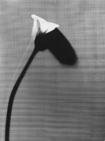 S. Wojnecki, Kalia, 1958